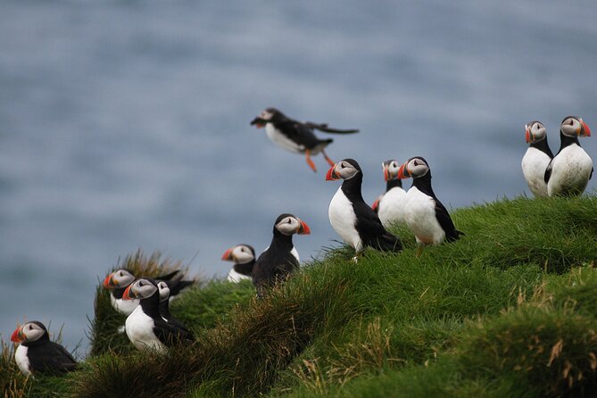 Puffin Watching and Gufufoss Waterfall Tour from Seydisfjordur - Guides can shape the whole experience