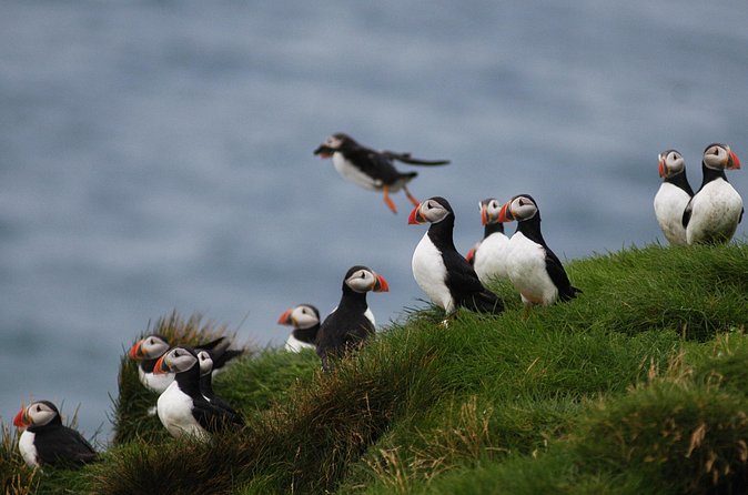 Puffin Watching and Gufufoss Waterfall Tour from Seydisfjordur - Price, timing, and what you receive