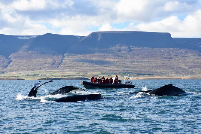 RIB boat express: Whales, Eyjafjord and Akureyri - Key points to know before booking