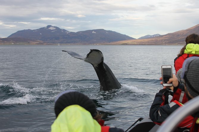RIB boat express: Whales, Eyjafjord and Akureyri - Eyjafjord and the search for humpbacks