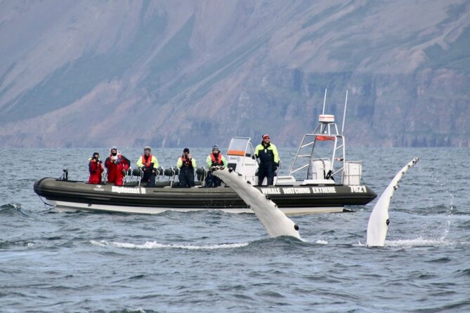 RIB boat express: Whales, Eyjafjord and Akureyri - Small groups make a real difference