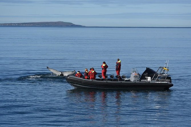 RIB boat express: Whales, Eyjafjord and Akureyri - Gear, comfort, and physical demands