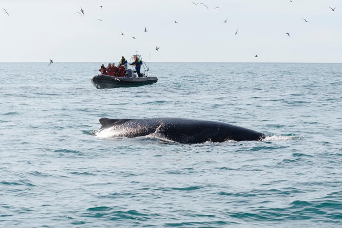 RIB boat express: Whales, Eyjafjord and Akureyri - Price and value at $192.66