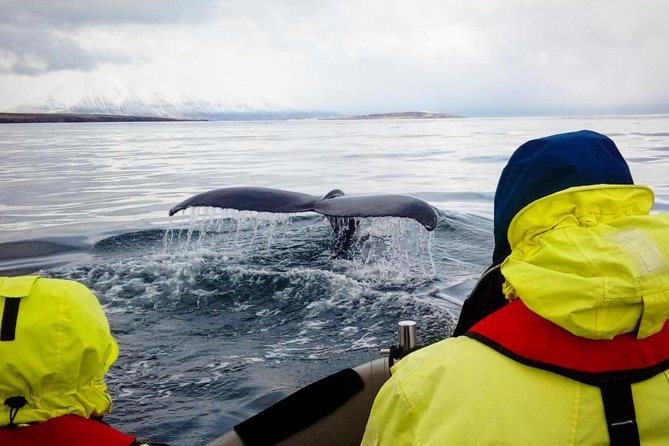 RIB boat express: Whales, Eyjafjord and Akureyri - Weather cancellations and flexible planning