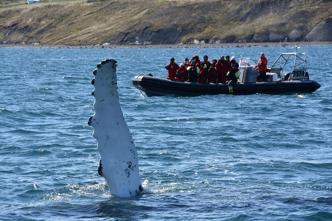 RIB boat express: Whales, Eyjafjord and Akureyri - What the two-hour itinerary feels like