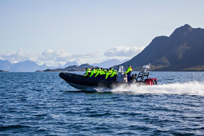 Sea Eagle Safari from Svolvær to Trollfjorden - Sea eagles and speed from Svolvær