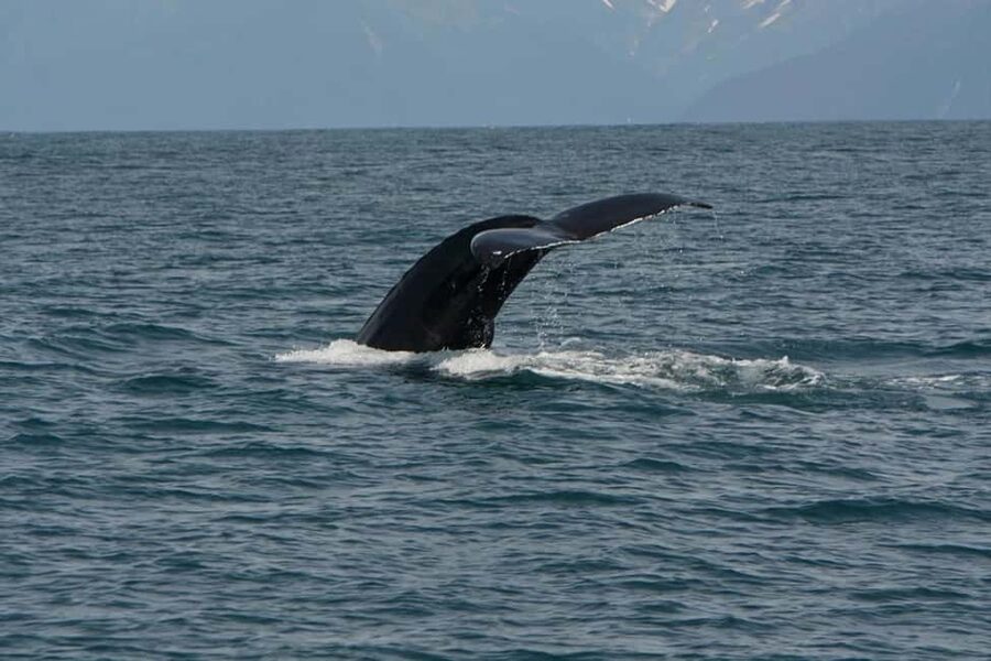 Seward: Captain's Choice Kenai Fjords National Park Tour - What the $245 price really buys you