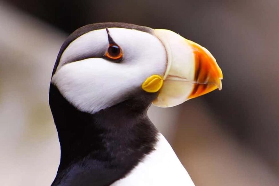 Seward: Captain's Choice Kenai Fjords National Park Tour - Should you book the Captain’s Choice tour?