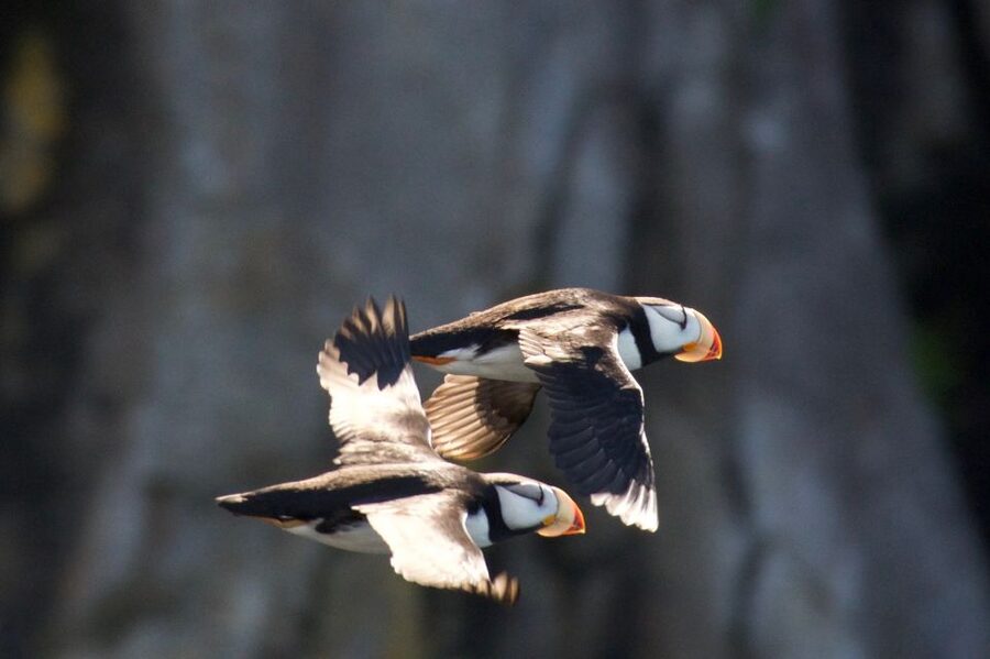 Seward: Kenai Fjords National Park Extended Cruise - Should You Book the Northwestern Fjords Cruise?