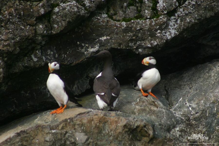Seward: Kenai Fjords National Park Extended Cruise - What Lunch and the Onboard Routine Are Like