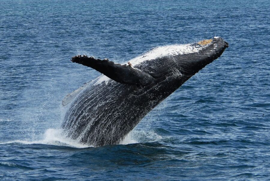 Seward: Kenai Fjords National Park Extended Cruise - Dressing for an Alaskan Day on the Water