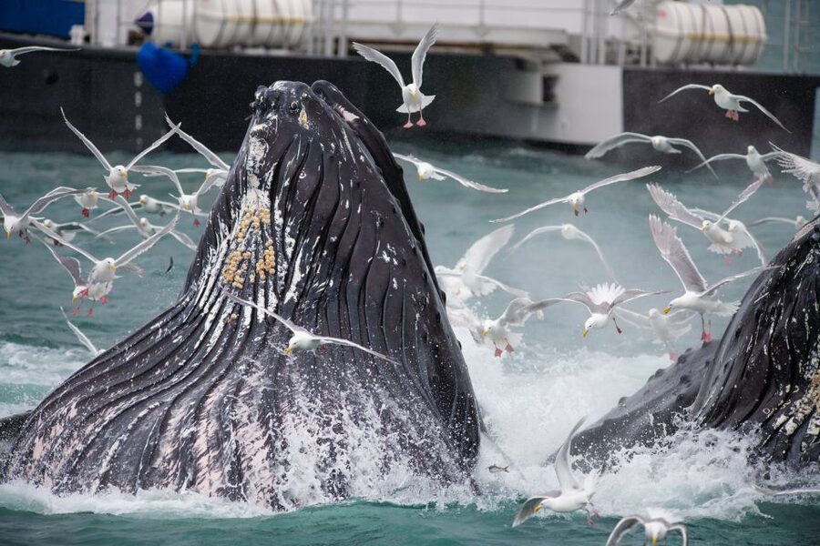 Seward: Kenai Fjords National Park Extended Cruise - Who Will Get the Most From This Cruise?