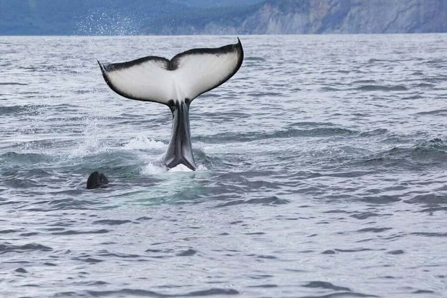 Seward: Kenai Fjords National Park Glacier & Wildlife Cruise - Why this six-hour Seward cruise is worth your time