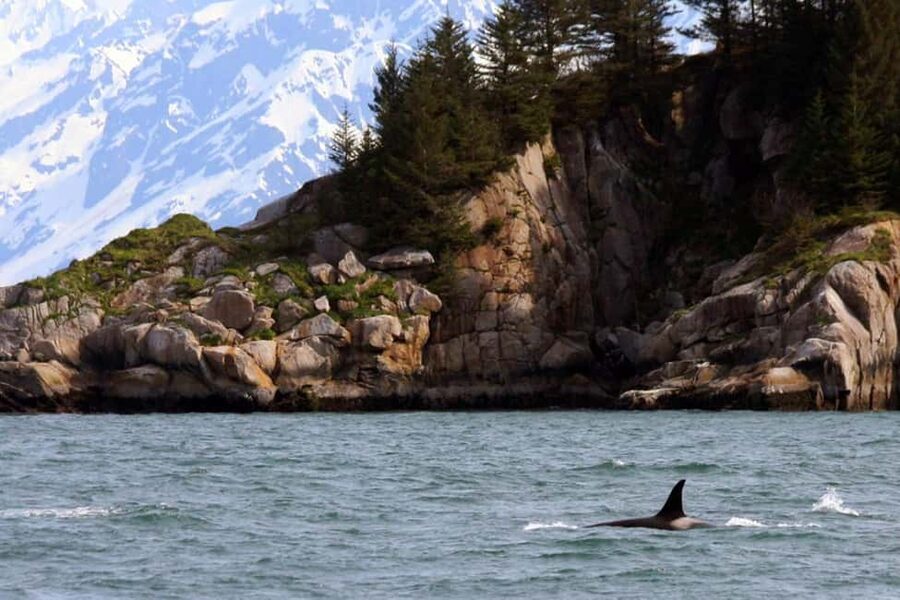 Seward: Kenai Fjords National Park Glacier & Wildlife Cruise - Lunch with the glacier views