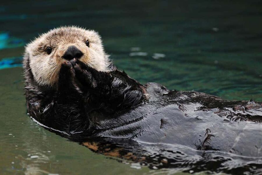 Seward: Kenai Fjords National Park Glacier & Wildlife Cruise - What the crew does best
