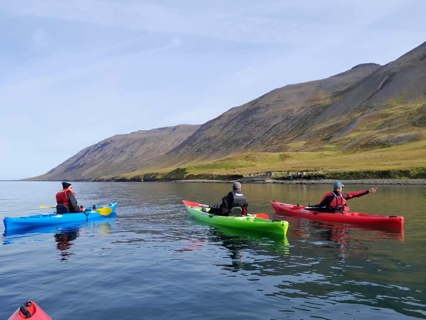 Siglufjörður / Siglufjordur: Guided kayak tour. - Birds, Seals, and Quiet Water