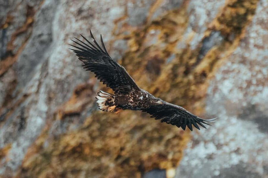 Sortland: Trollfjord RIB Boat Tour - Watching for Norway’s largest bird of prey