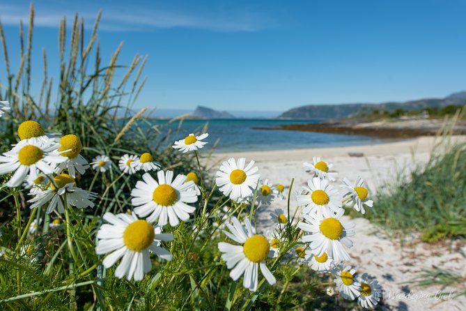 Summer Fjord Road Trip with Citizen Science with Wandering Owl - Is $156.45 a fair price?