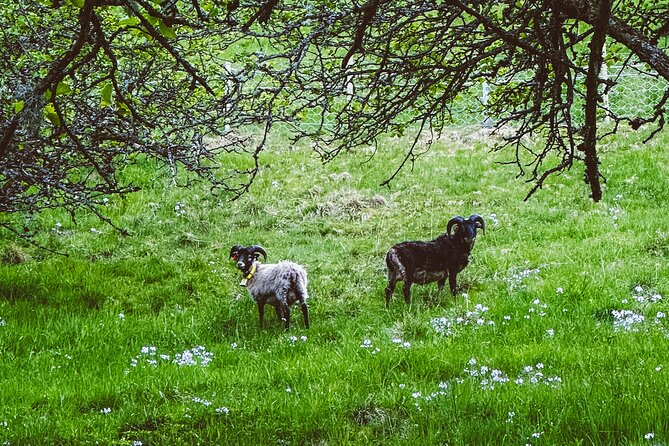 Taste of the Fjord Guided Food Tasting Experience in Flåm - Is the $80.91 Price Worth It?