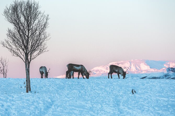 Tour of the authentic fjords of Kvaløya - What the guide adds beyond the scenery
