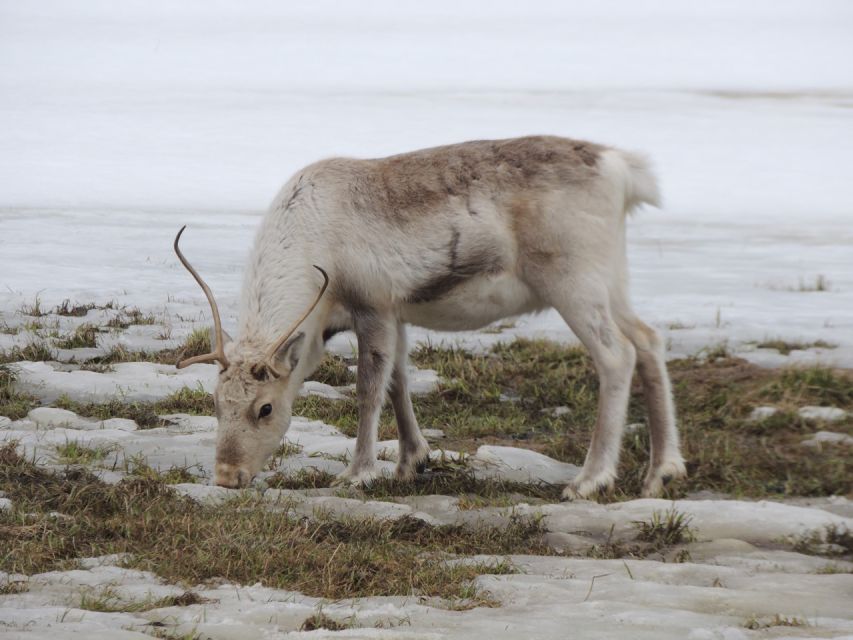 Tromso: All-Inclusive Arctic Fjords and Sommarøy Scenic Tour - The photography service is useful, with one timing catch