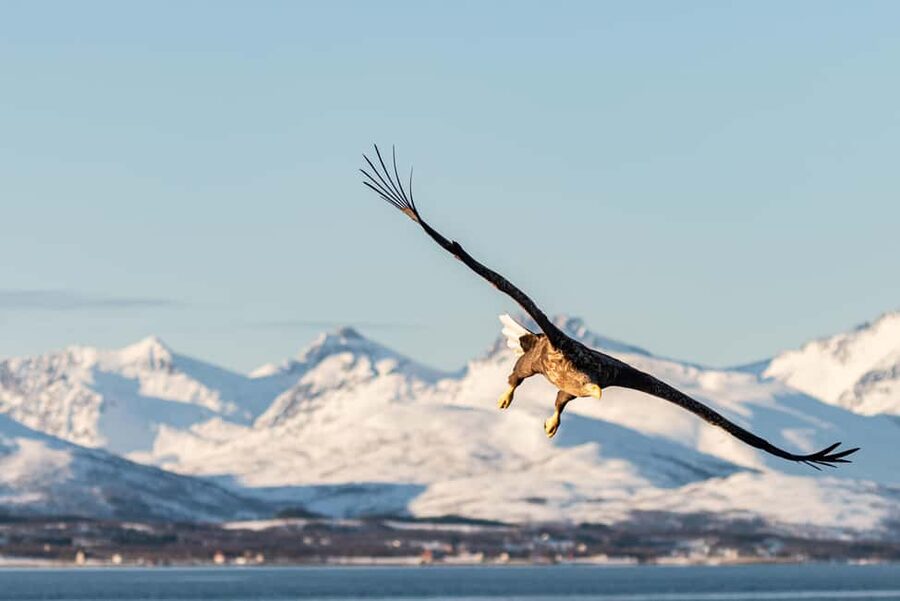 Tromsø: Arctic Fjord Cruise & Fishing Experience - The return through Tromsø’s winter light
