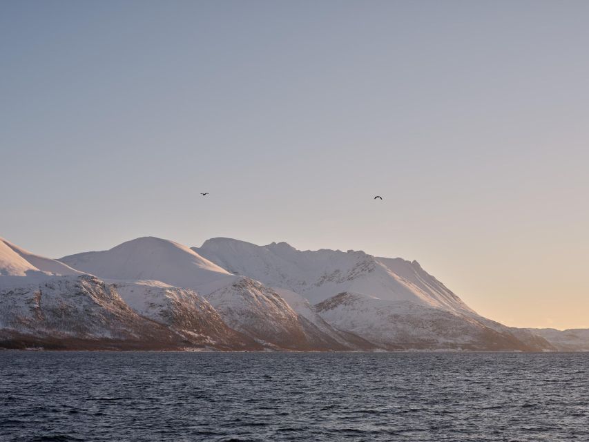 Tromsø: Arctic Fjord Cruise in Polar Landscapes - Photography tips that actually help