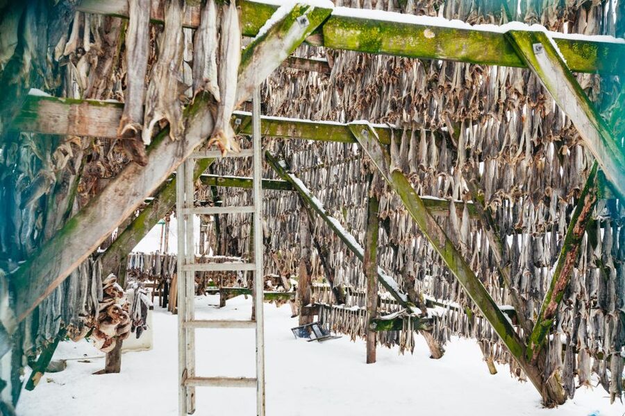 Tromsø: Arctic Fjord Cruise With Stop On Land At Fish Racks - Key things to know before sailing