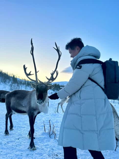 Tromsø: Arctic fjord sightseeing, Reindeer feeding and lunch - Why the reindeer encounter feels different