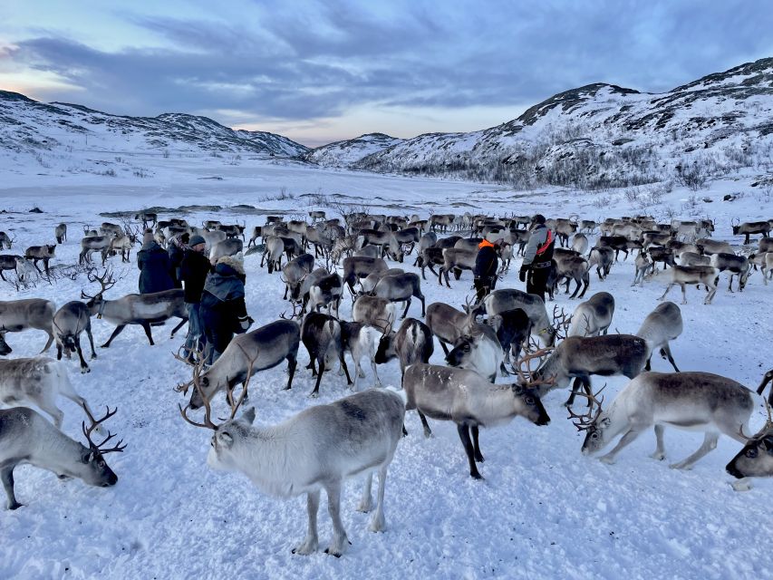 Tromsø: Arctic fjord sightseeing, Reindeer feeding and lunch - Meeting a Sámi family beside the fire