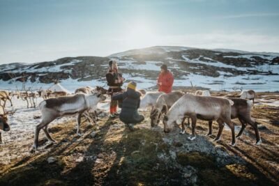 Arctic fjord sightseeing, Reindeer feeding and lunch
