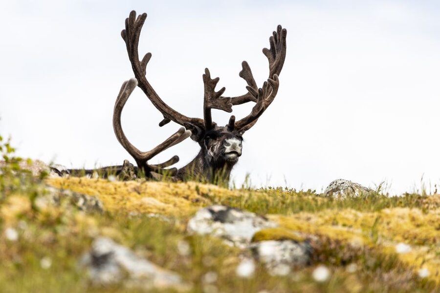 Tromsø: Arctic Fjords Tour to Kvaløya with Panoramic Lunch - Scenic drives with frequent photo breaks