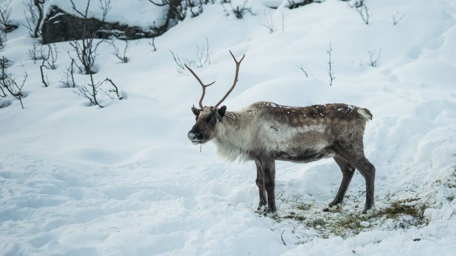 Tromsø: Exclusive Fjord Adventure by Bus - Ersfjordbotn, a short stop with big views