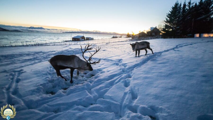 Tromsø: Exclusive Fjord Adventure by Bus - What $129 buys you