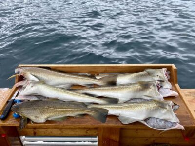 Fishing & Fjord Cruise