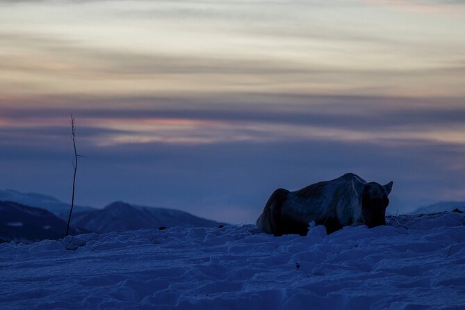 Tromsø: Fjord Adventure Tour with Wildlife and Lunch - How the six hours feel