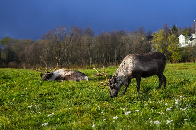 Tromsø: Fjord Adventure Tour with Wildlife and Lunch - Who will enjoy this Tromsø fjord trip?