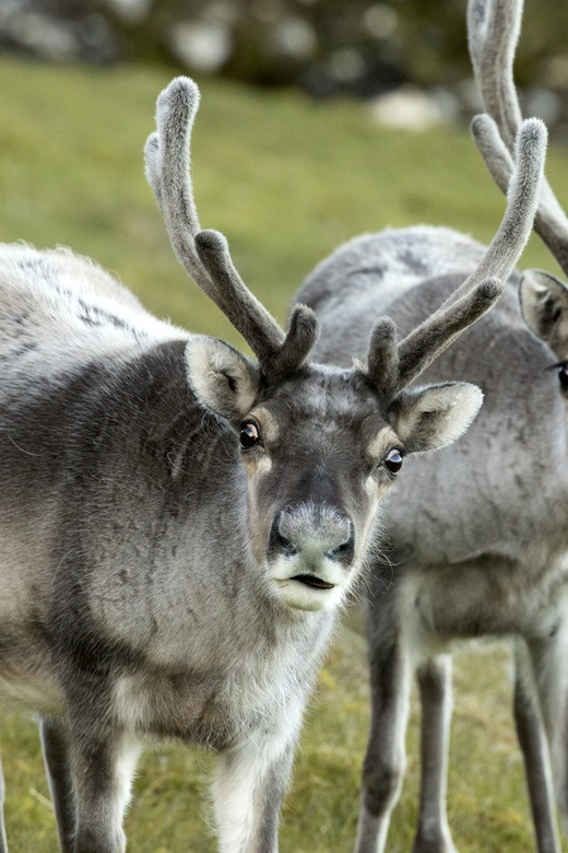 Tromso: Fjord Arctic Adventure Expedition - Price, timing, and who gets the most value