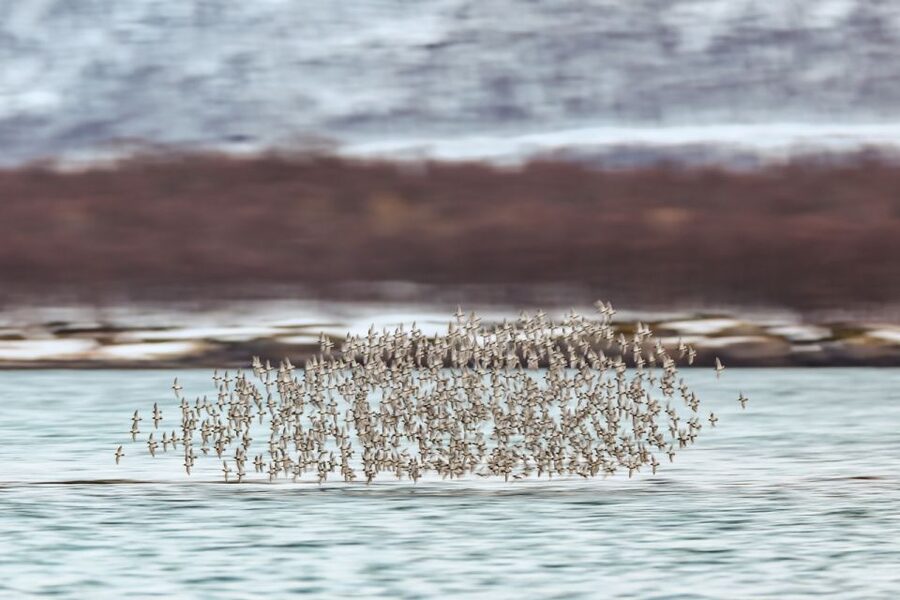 Tromsø: Fjord History Cruise with Snack and Drinks - Looking for white-tailed eagles and seals