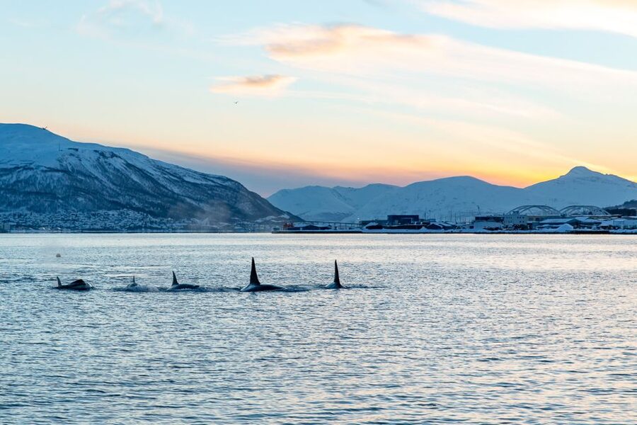 Tromsø: Fjord History Cruise with Snack and Drinks - Leaving from Tromsø’s waterfront