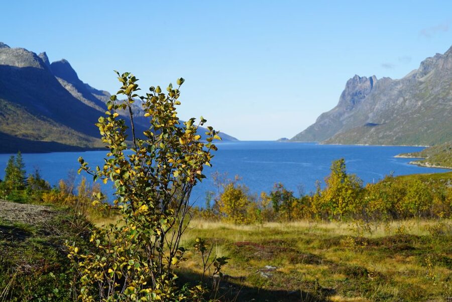 Tromsø: Fjord Sightseeing in a Tesla X Luxury Electric Car - The Tesla promise, and the Mercedes van reality