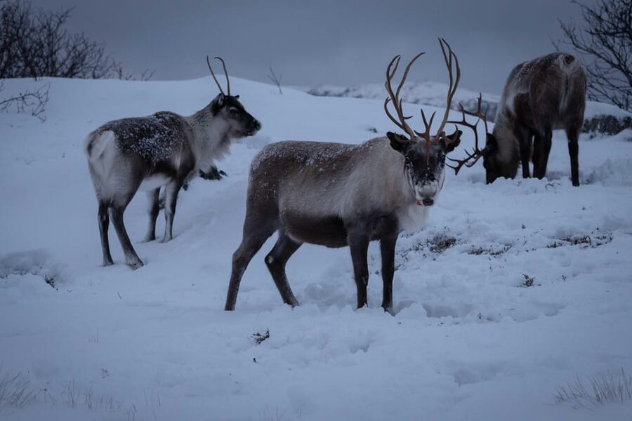 Tromsø: Fjords & Beaches Tour with Campfire and Arctic Food - Short walks can be harder than expected