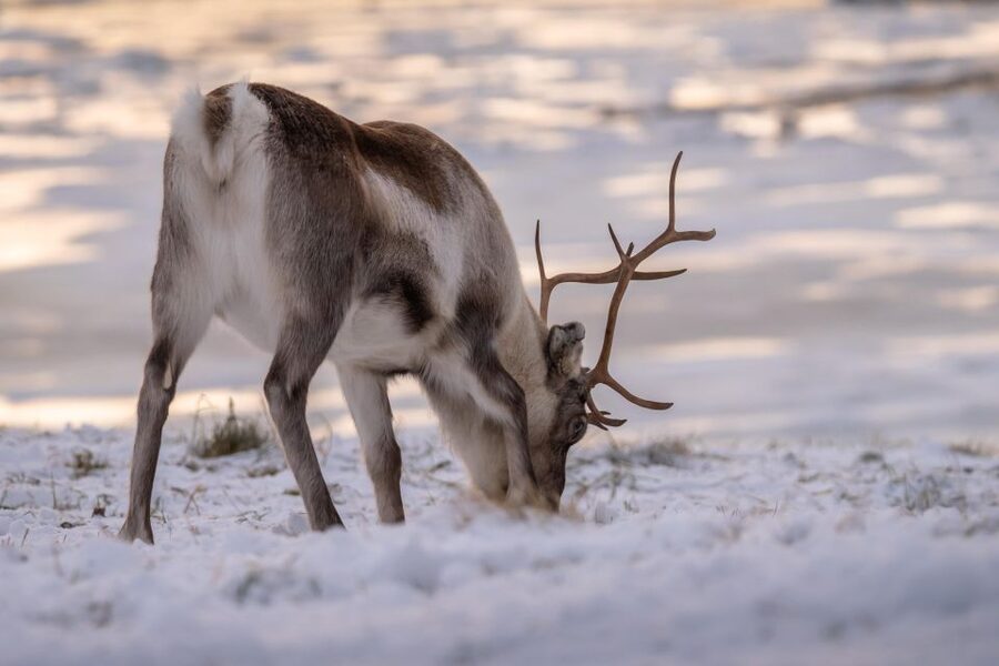 Tromsø: Fjords Tour - Why a road trip is the right way to see Tromsø’s countryside