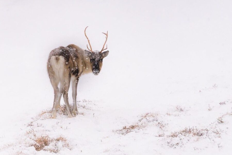 Tromsø: Fjords Tour - Wildlife watching without chasing animals