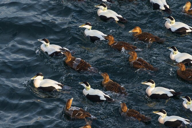 Tromsø Luxury Summer Fjord Cruise with Lunch - Who Will Enjoy This Cruise Most?