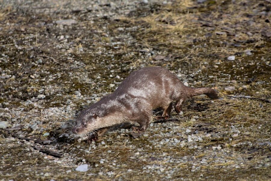 Tromsø: Small group Fjord Adventure, by Local - Wildlife is possible, but never promised