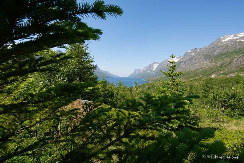 Tromsø: Summer Fjord Road Trip with Citizen Science - Citizen science beside the water