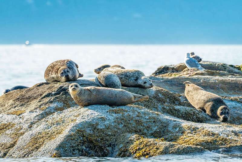 Vancouver: Boat to Bowen Island on UNESCO Howe Sound Fjord - What the guides add to the four hours