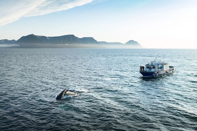 Westfjords Whale Watching - Key points to know before you book