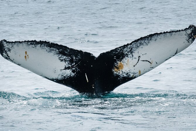 Westfjords Whale Watching - Why Ísafjarðardjúp is a fine place to watch whales
